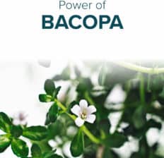 Bacopa - Dr. Axe