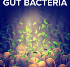 Gut bacteria - Dr. Axe