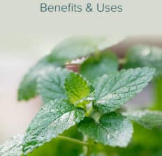 Lemon balm - Dr. Axe