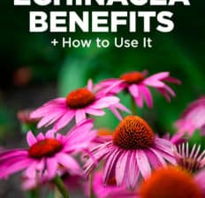 Echinacea - Dr. Axe