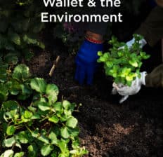 Victory gardens - Dr. Axe