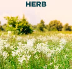 Meadowsweet - Dr. Axe